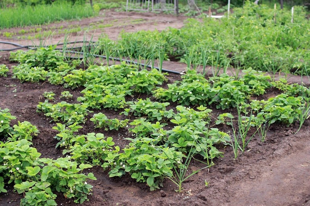 Cultiver un jardin en harmonie avec le climat de l'Ardèche